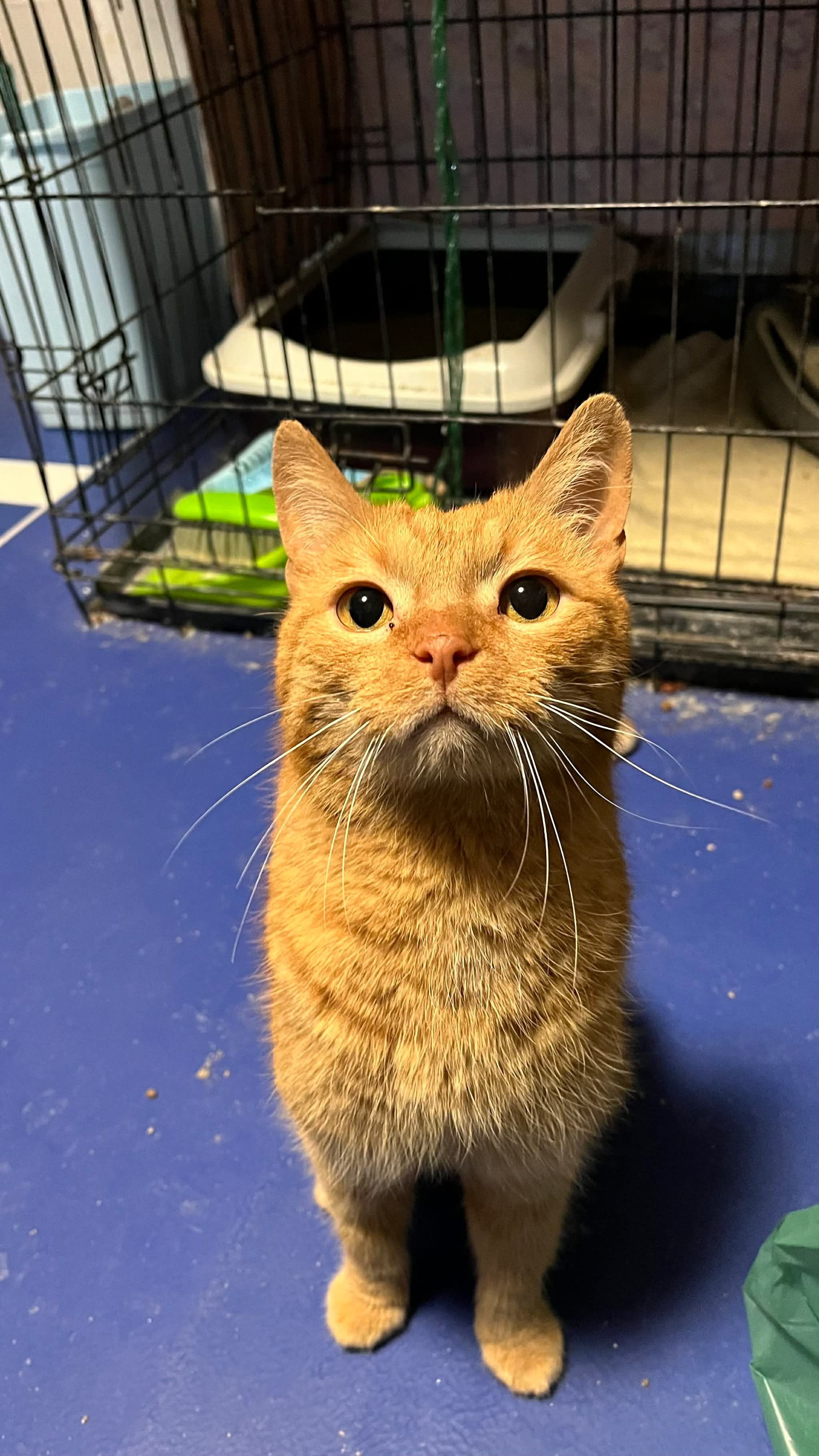 Garfield