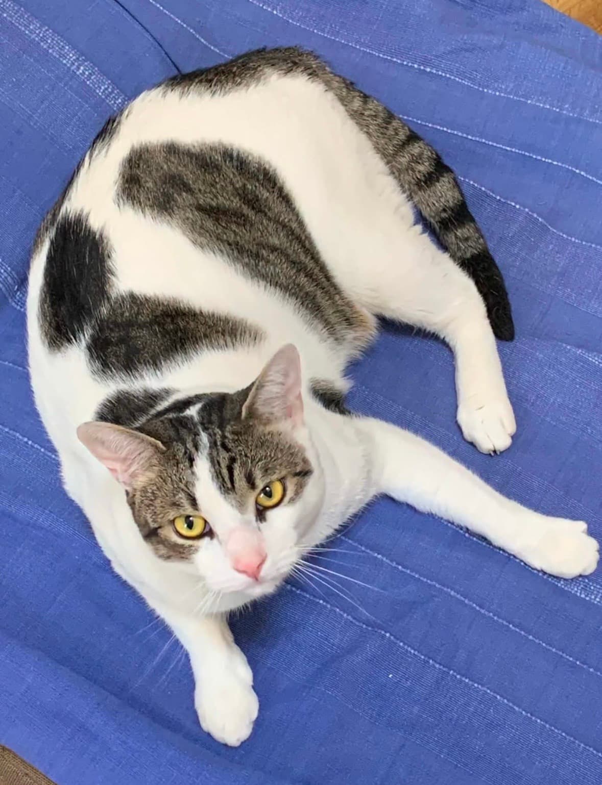 Kitka