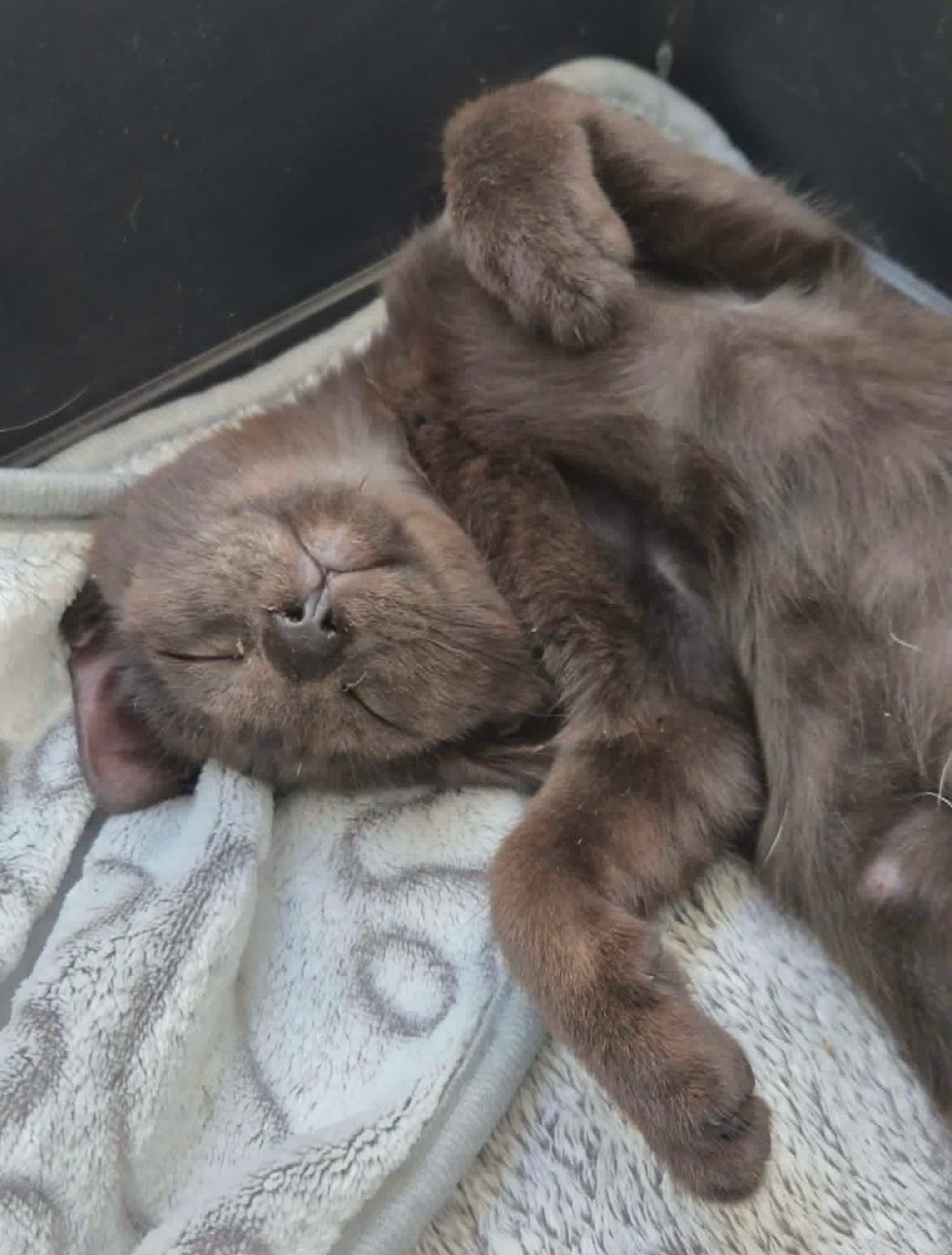 Bibi