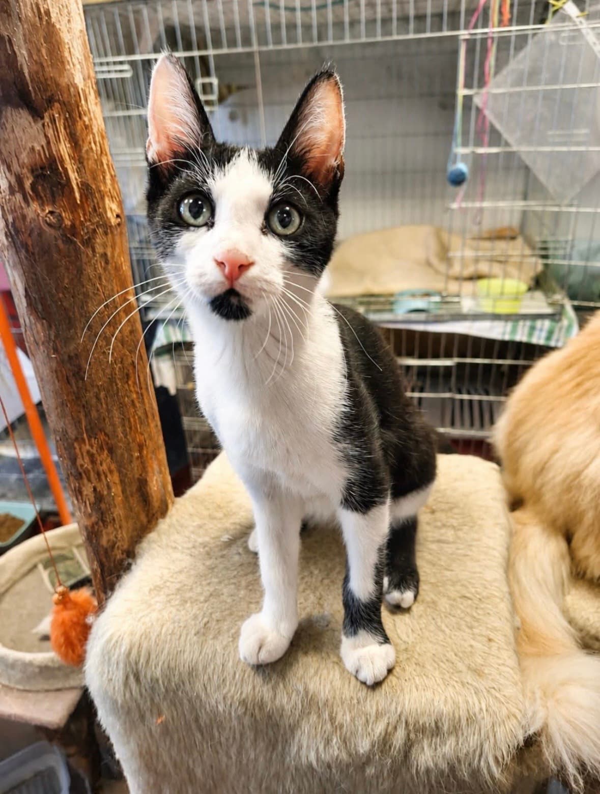 Figaro