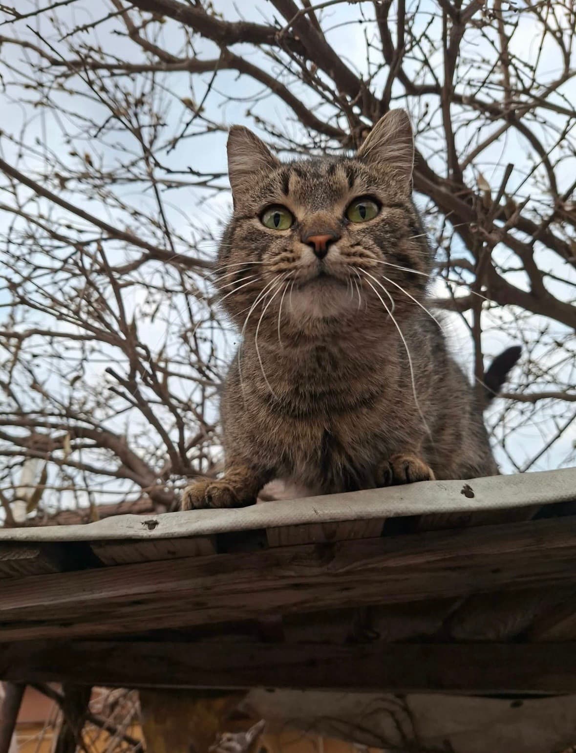 Töki