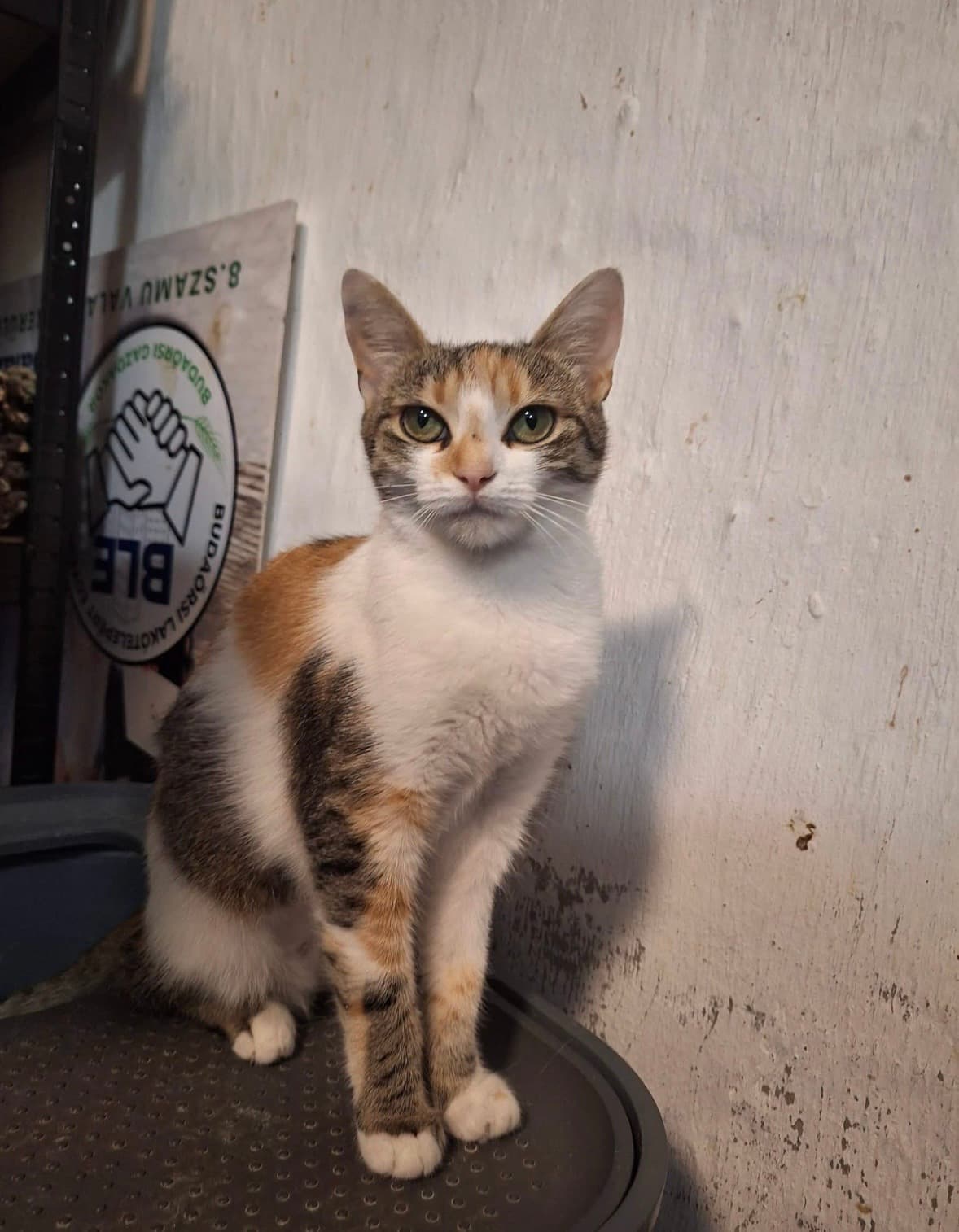 Tercsi