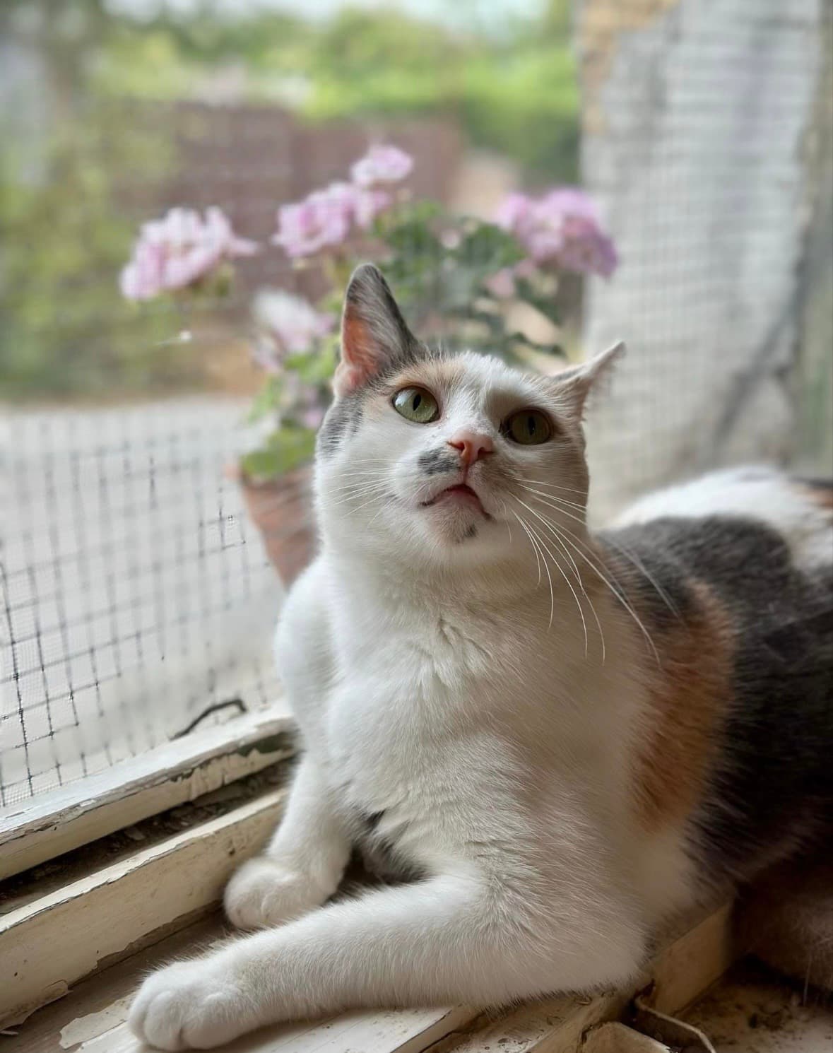 Lilike