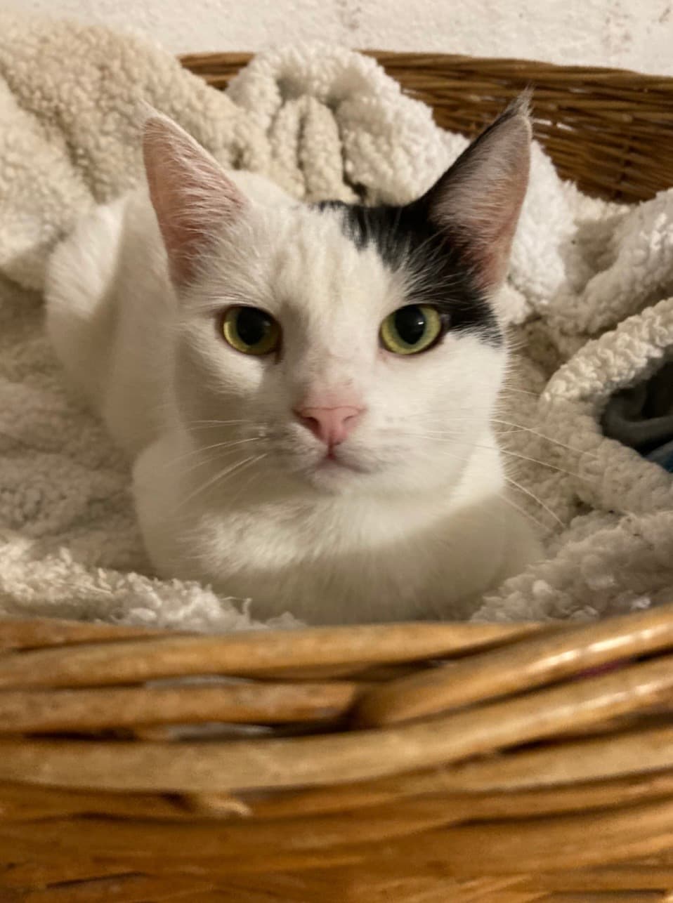 Kefir
