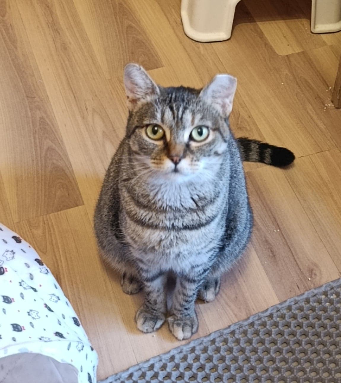 Nelli