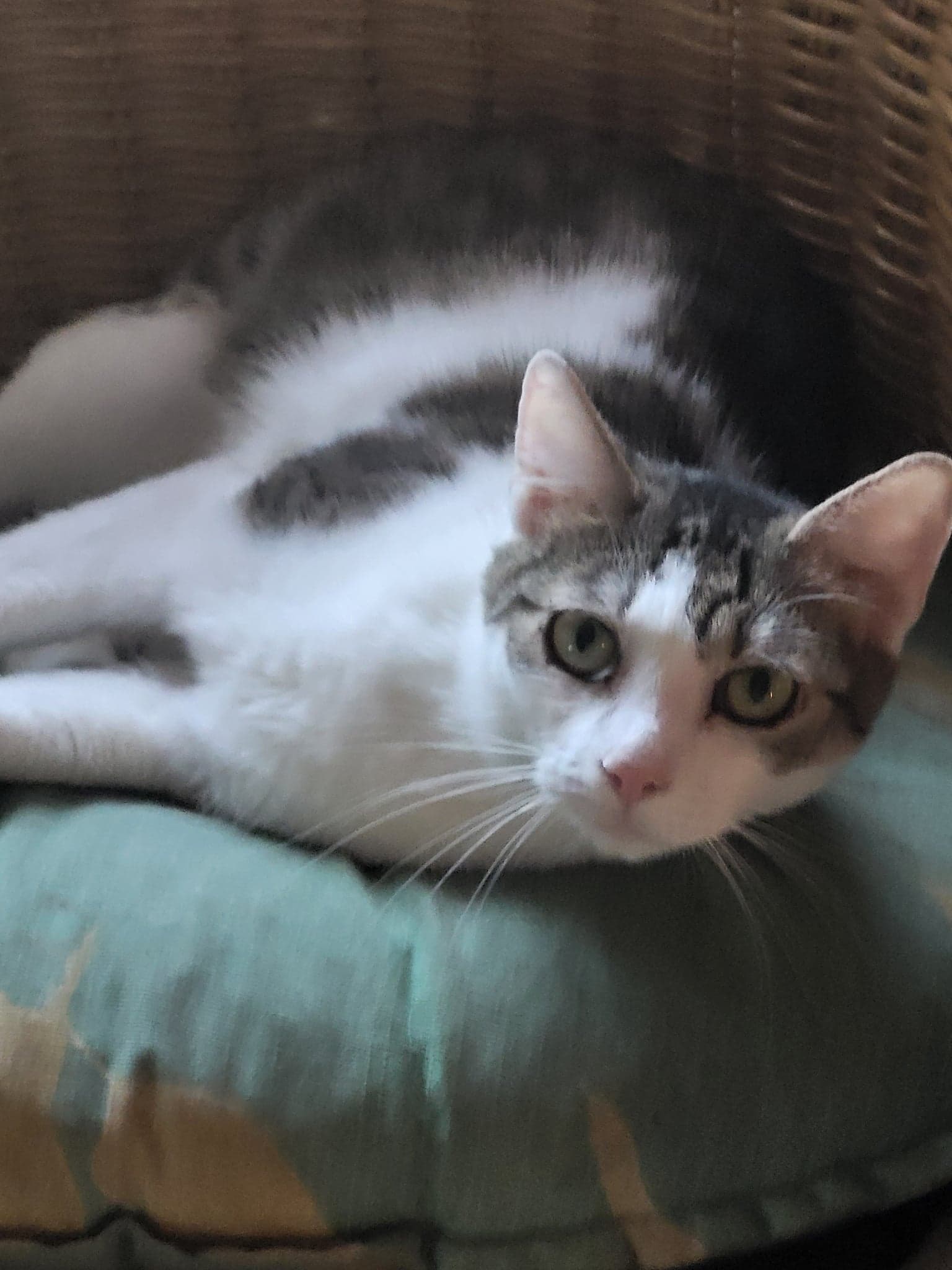Alina