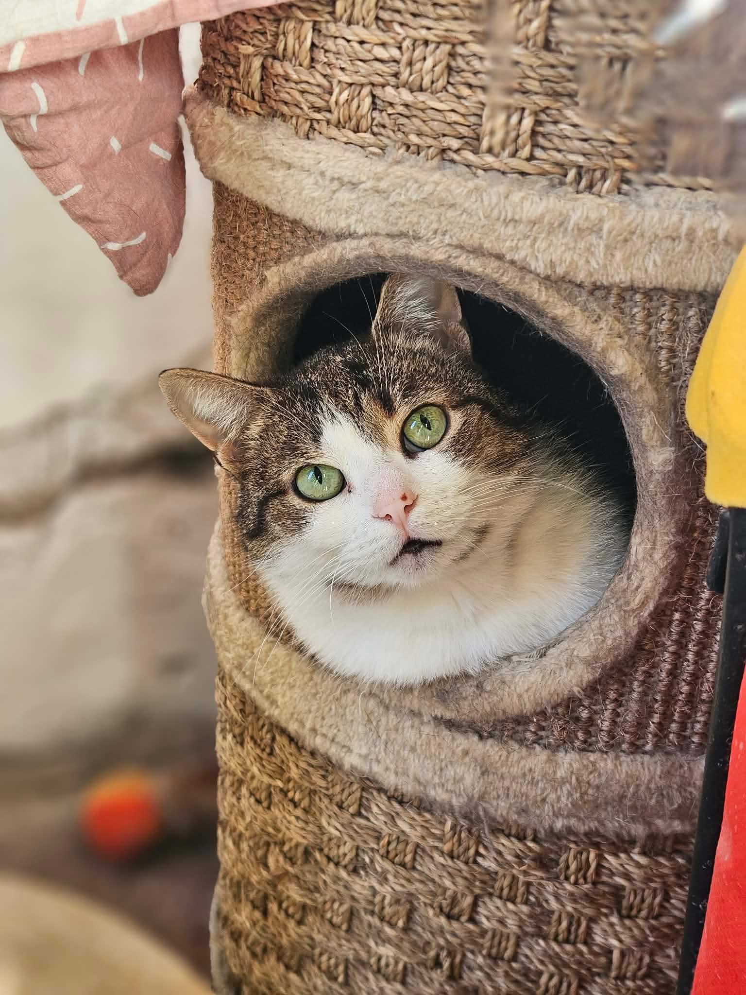 Rozi